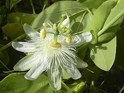 white passionflower